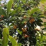 Meris * Durrës
